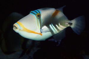 Rhinecanthus aculeatus maao photo ff 1722.jpg
