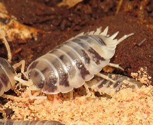 Porcellio-laevis-dairy-cow-01.jpg