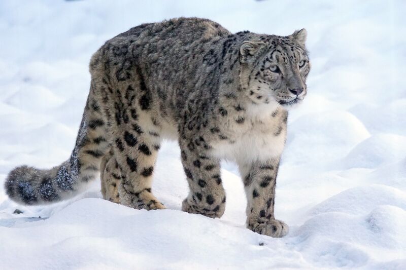 Fichier:Léopard-des-neiges-photo-instinct-animal.jpg