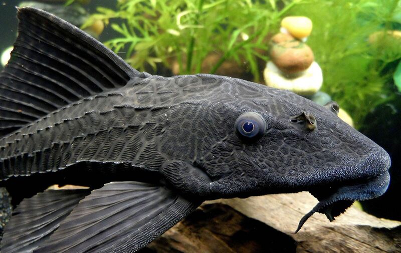 Fichier:Pleco.jpg