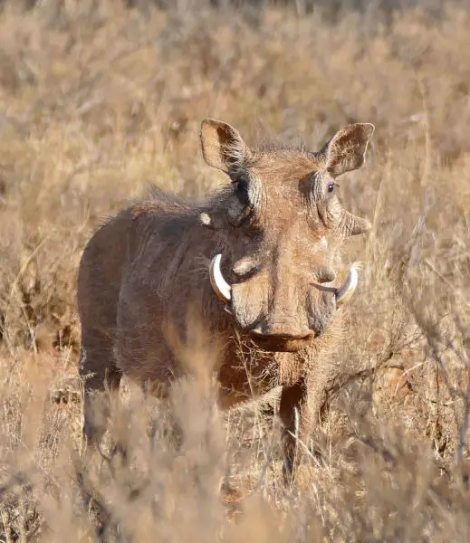 Fichier:Common-warthog-phacochoerus-africanus-male.webp