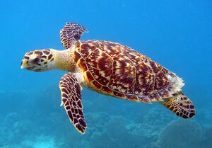 Hawksbill turtle eretmochelys imbricata caroline s rogers usfws southeast.jpg