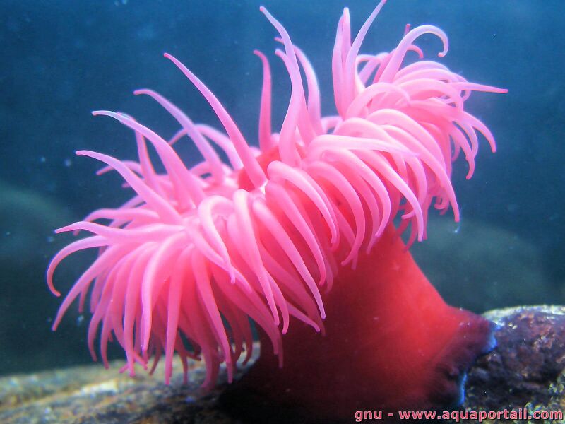 Fichier:Actinia-equina.jpg
