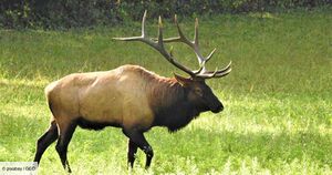 Wapiti.jpg