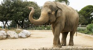 Elephant dada.jpg