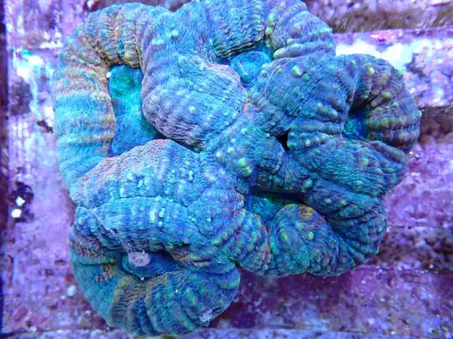 Fichier:Lobophyllia-aa0285-1283-1600.webp