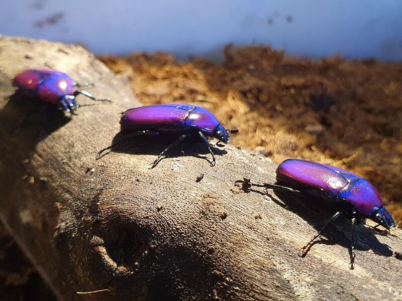 Fichier:Chlorocala africana.jpg