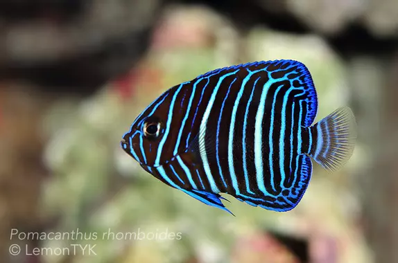Fichier:Rhomboides.webp