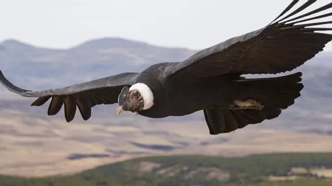 Fichier:Condor-andino-facundo-vital-scaled.webp