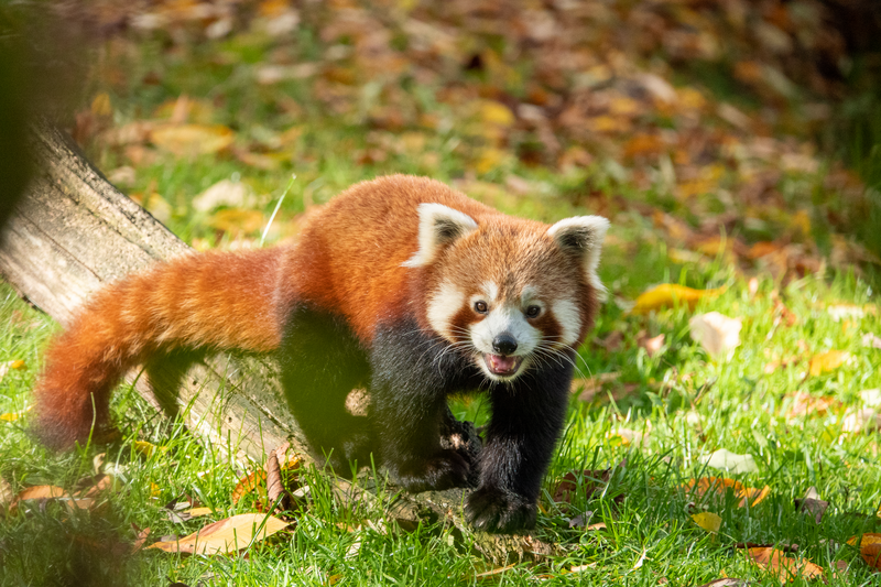 Fichier:Panda roux.webp