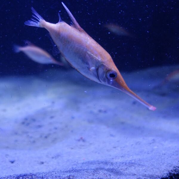 Fichier:Poisson-bécassine-870.jpg