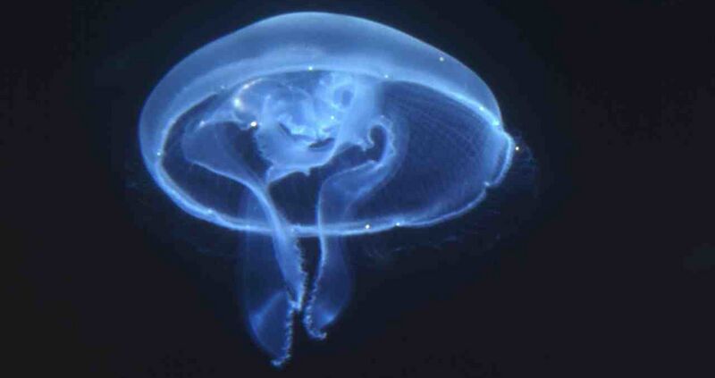Fichier:Meduse-aurelie-J-P-Sauvaget-1280x677.jpg