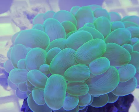 Fichier:Plerogyra sinuosa.webp