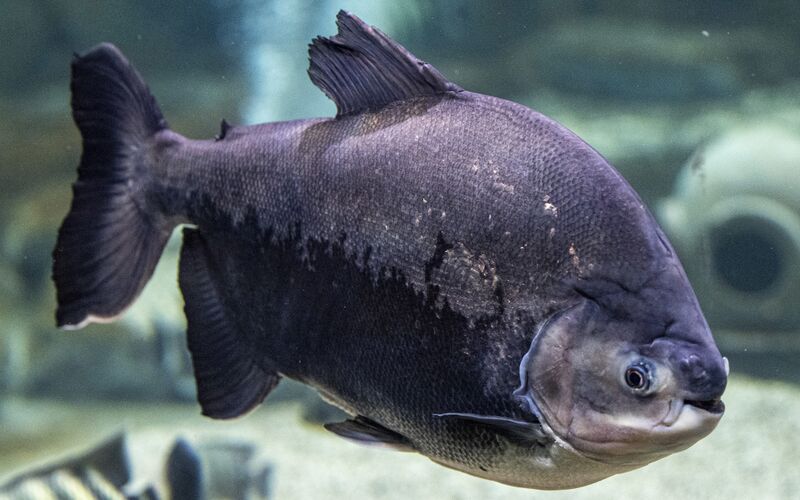 Fichier:Schwarzer-Pacu-9.jpg