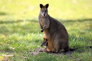 Wallaby bicolore.jpg